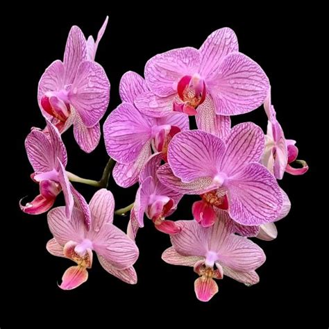 Suluz Orchids - Premium Orchid Plants Online Sale in India