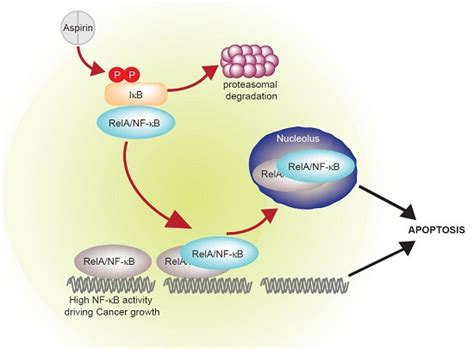 Aspirin Prevention of Colorectal Cancer: Focus on NF-κB Signalling and ...