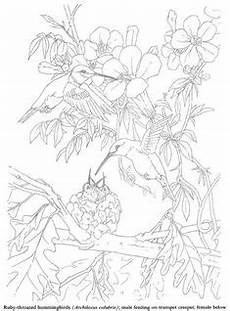 Pin By Claudia Bullerkotte On Zeichnen Pinterest Dover Free Photos