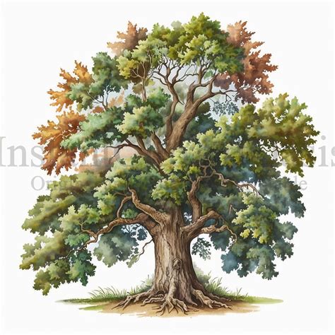Oak Tree Drawing Color