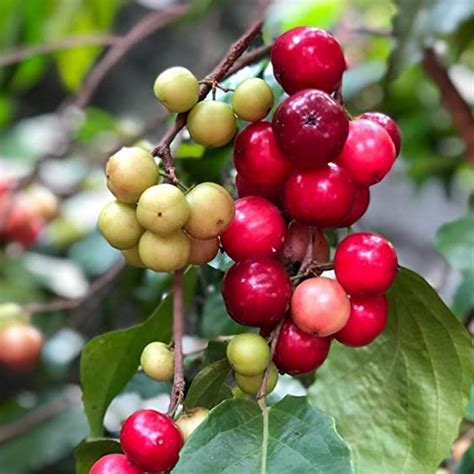 Luvikka / Lovlolika Loovy / Indian Coffee Plum (Flacourtia jangomas) F ...