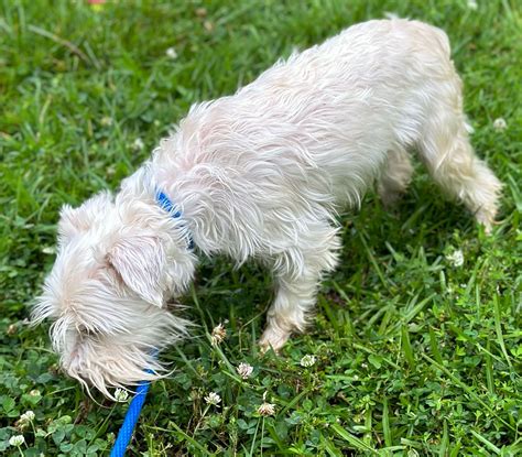 Dog for Adoption - Molly, a Scottish Terrier Scottie in Point Pleasant ...