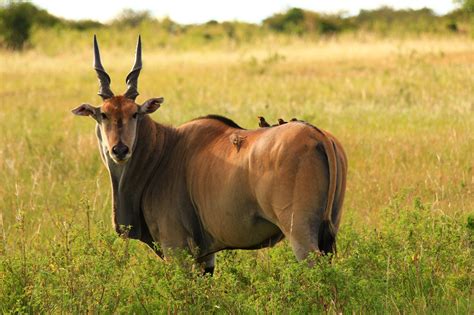 African Antelope Species