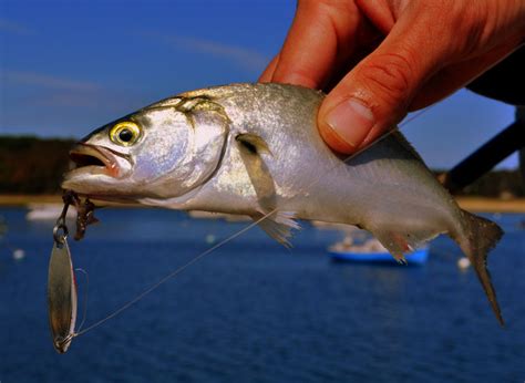 Image result for How to Filet Blue Snapper