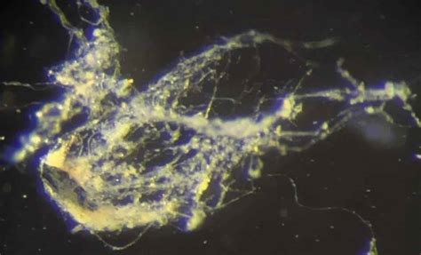 Hidden Volcanoes Beneath Antarctica Threaten Global Disaster as Ice Melts, Scientists Warn