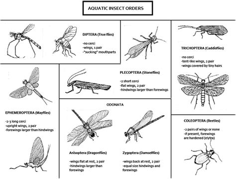 Image result for Printable Insect Identification Chart