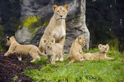 Lion cubs debut at Woodland Park Zoo – My Ballard