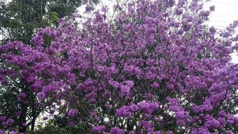 Tabebuia rosea: कोणत्याही हवामानासाठी योग्य झाड | Housing News