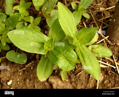 Zinnia Seedlings