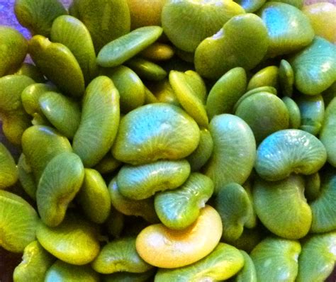 Fresh Lima Beans – FAIR RIDGE FARMS
