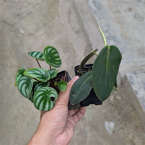 Combo - Watermelon Peperomia + Philodendron Gigas – Soiled