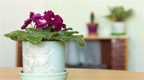 38 Houseplants That Love To Be Pot-Bound - Plants That'll Thrive In ...