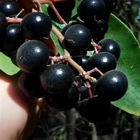 Gondo Fruit Plant (Ardisia compressa) – veliyathgardens