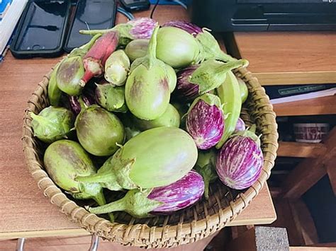 Brinjal Seeds