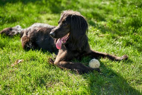 Black Irish Setter