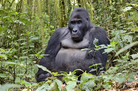 Eastern lowland gorilla - the biggest gorilla in the world