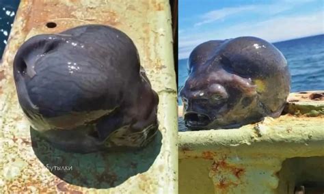 Alien Fish Catching 的图像结果