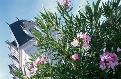 How to Kill Oleanders