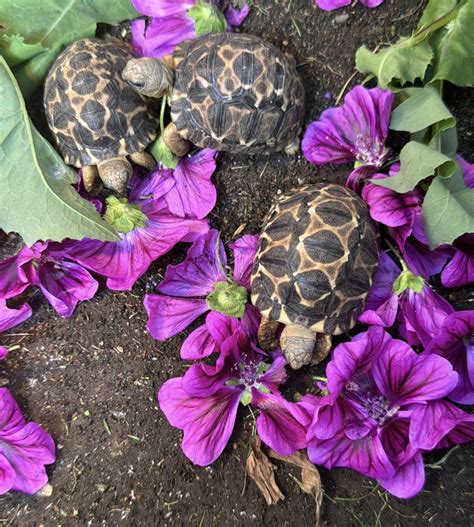 Breitrandschildkröten Testudo marginata in Arneburg | Tiere | Kleinanzeigen