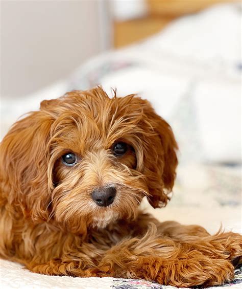 Newborn Cavapoo 的图像结果