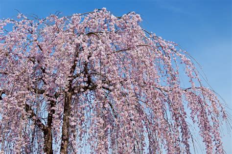 Weeping Cherry Blossom