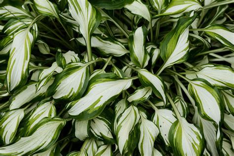 Hostas: Indoor Plant Care & Growing Guide