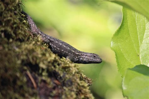 Just discovered recently that there are HUNDREDS of lizards along 5 ...