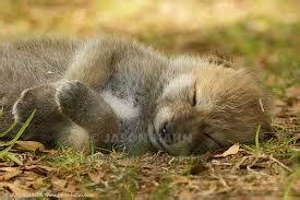 Image result for Wolves Life Cycle