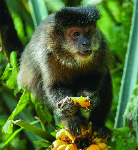 Monkey memory: Capuchins remember where their food is hidden and when they last retrieved it ...