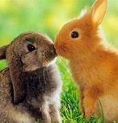 Image result for Cute Funny Bunnies in Spring