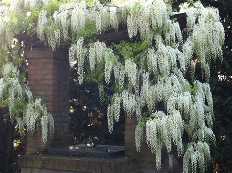 White Wisteria Plants for Sale - A Beautiful Flowering Vine to Enhance ...