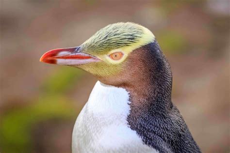 The Yellow-Eyed Penguin Is in Danger of Extinction - My Animals - habitat of yellow eyed penguin