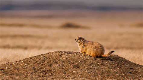 Prairie Dog | San Diego Zoo Animals & Plants