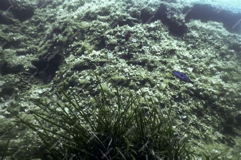 Bottom of the Sea 的图像结果
