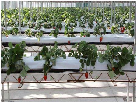 草莓立体种植架_河北省安平县华耀农业设施工程有限公司