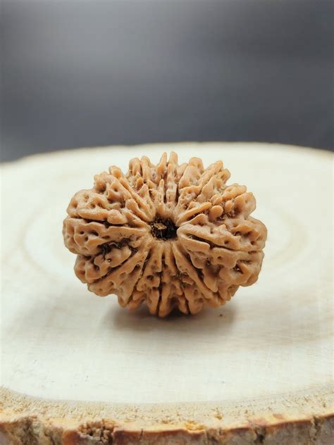 NATURAL 13 MUKHI NEPAL RUDRAKSHA – RUDRARATAN.IN