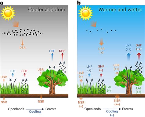 Afforestation Diagram