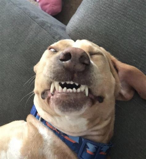 Front Camera Meme 的图像结果