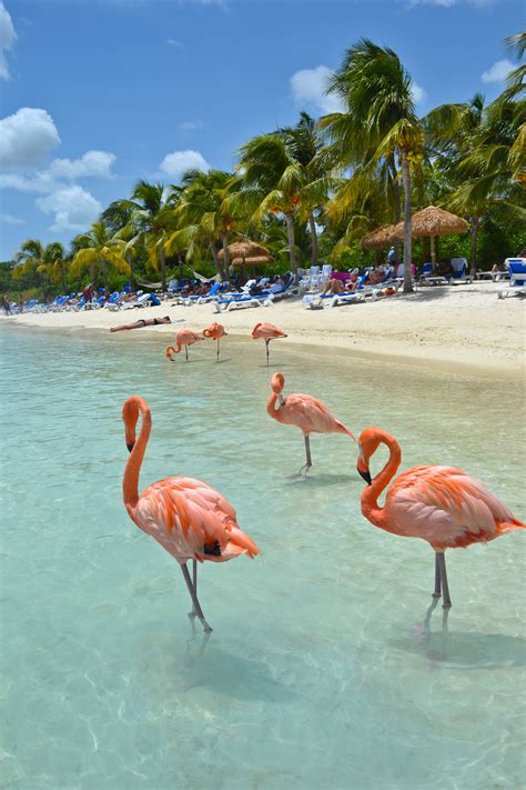 Know your caribbean abc islands aruba bonaire and curacao – Artofit