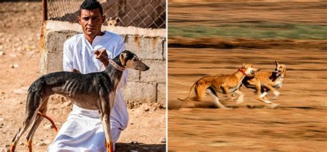 In Pics: Despite Pandemic And War, This Syrian Village Trains Racing Dogs