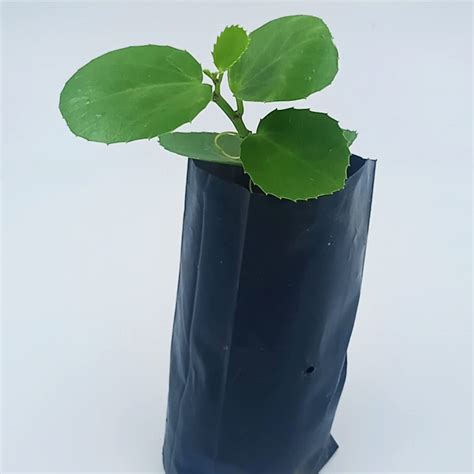 ILAI Pirandai | Variety of Adamant Creeper | Hadjot | Veldt Grape| Live ...