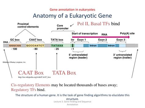 Image result for Gene Annotation Assignment