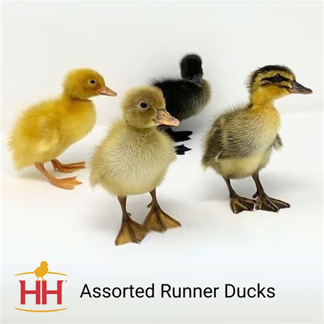 Assorted Runner Duck- Straight Run | Hoover's Hatchery
