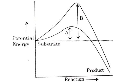 Exothermic reaction with energy A in the presence of enzyme and B in t