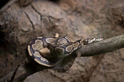Image result for Reticulated Python Markings