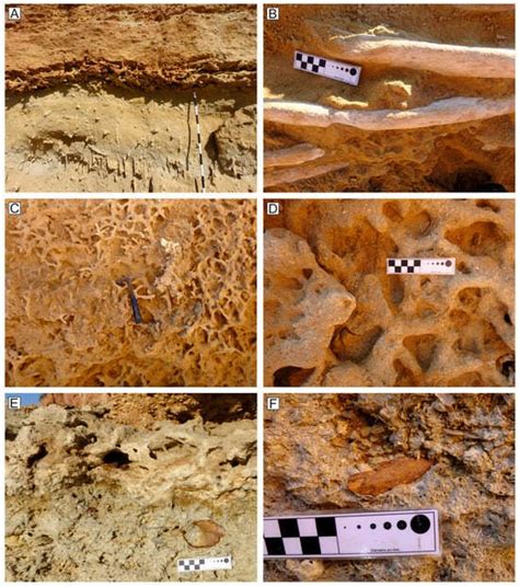 Taphonomy of a Mysticete Whale from the Lower Pliocene of the Coast of ...
