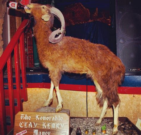 Meet The 13 Animals Who Ran For Office And Gave Humans Stiff Competition