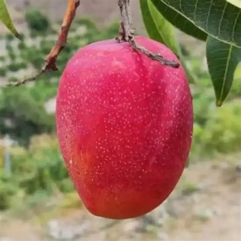 Choose the Taiwan Red Mango Plant for its bright red skin and sweet ...
