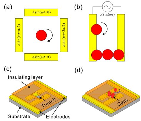 Determination of Dielectric Properties of Cells using AC Electrokinetic ...