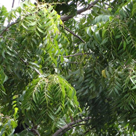 Indian neem tree - Avenue Trees– Exotic Flora
